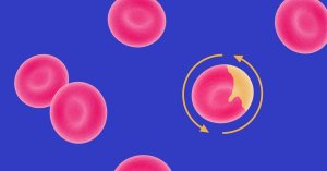 Swiss lab builds living bone marrow model to aid blood disease research
