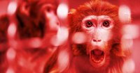 Neuralink Admits Monkey Deaths in Brain Implant Trials