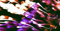 Male Contraceptive Gel Shows Promise in Early Trial, But Pregnancy Data Pending