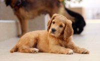 Antibiotic-Resistant Bacteria Linked to Pet Store Puppies